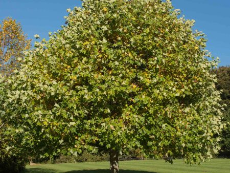 Tulip Poplar Hot on Sale