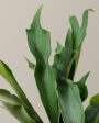 Staghorn Fern Online now