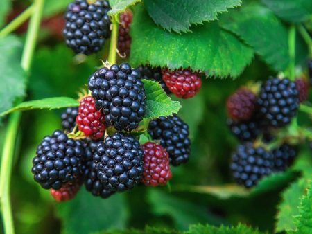 Thornless Blackberry Bush Online now