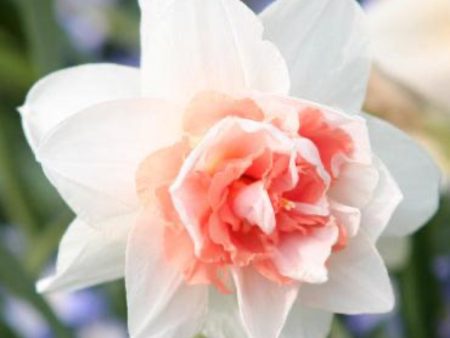 Sweet Paradise Daffodil Bulbs on Sale