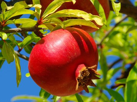 Wonderful Pomegranate Tree on Sale