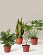 ‘Hope Garden’ Houseplant Bundle For Cheap