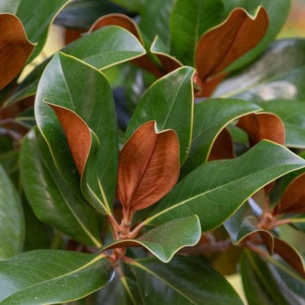 Teddy Bear® Southern Magnolia For Cheap