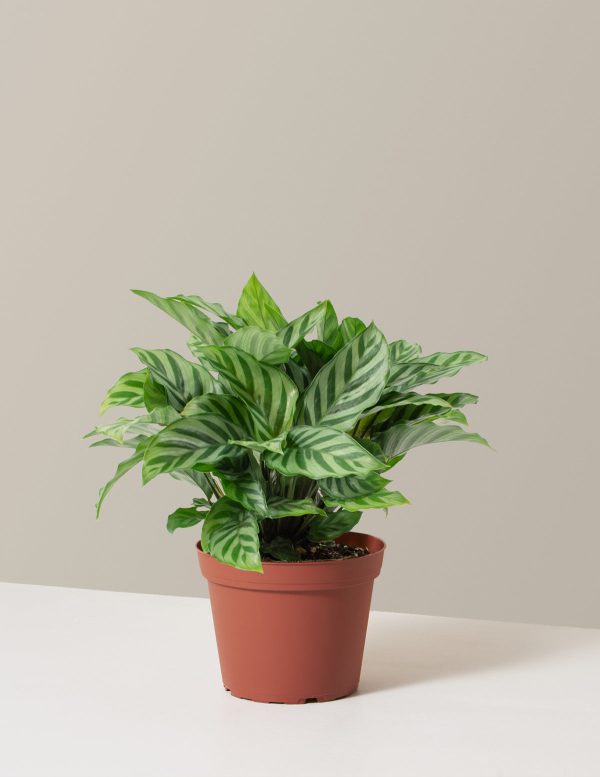 Calathea Freddie For Sale