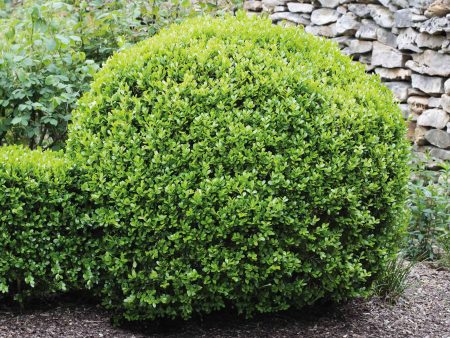 Winter Gem Boxwood For Cheap