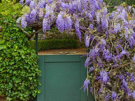 Amethyst Falls Wisteria Online now