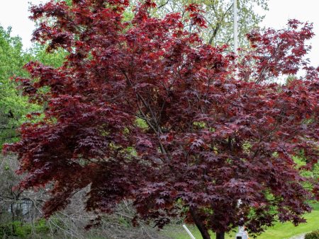 Bloodgood Japanese Maple Cheap