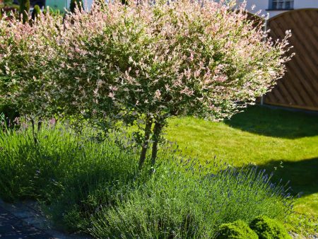 Tri-Color Dappled Willow Tree on Sale