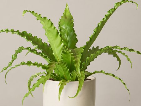 Bird’s Nest Fern on Sale