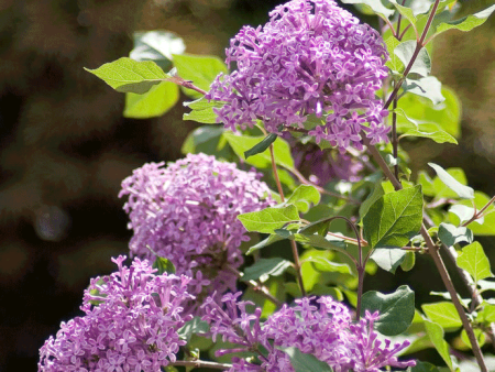 Bloomerang Lilac Bush For Discount