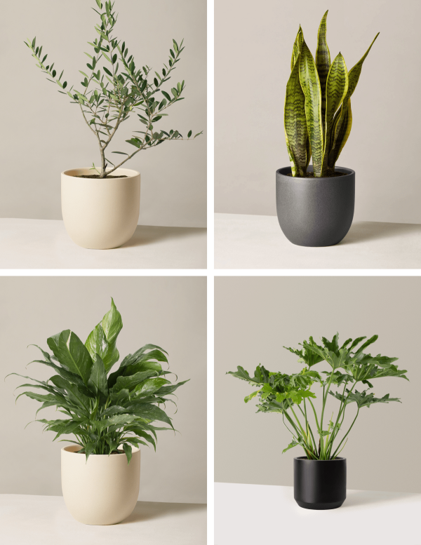 ‘Hope Garden’ Houseplant Bundle For Cheap