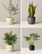 ‘Hope Garden’ Houseplant Bundle For Cheap