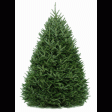 6 Ft. Fraser Fir Tree (Live Cut) Discount