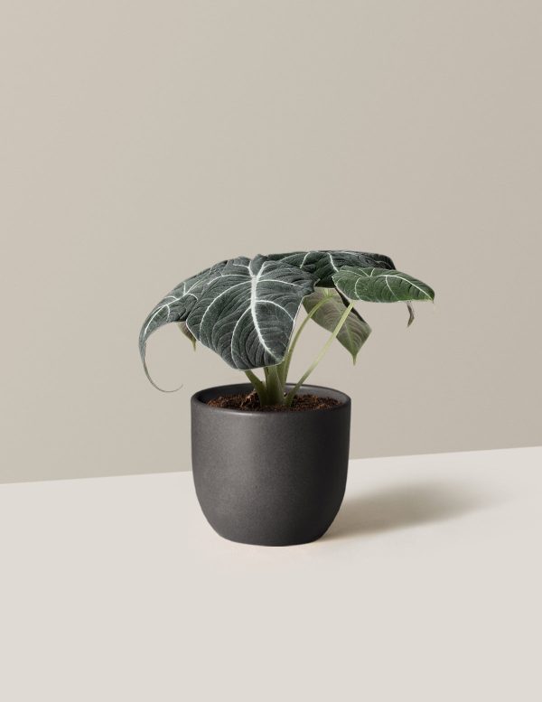 Alocasia  Black Velvet  For Cheap