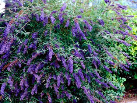 Black Knight Butterfly Bush For Discount