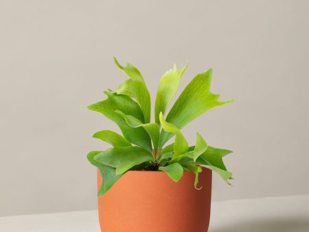 Staghorn Fern Online now