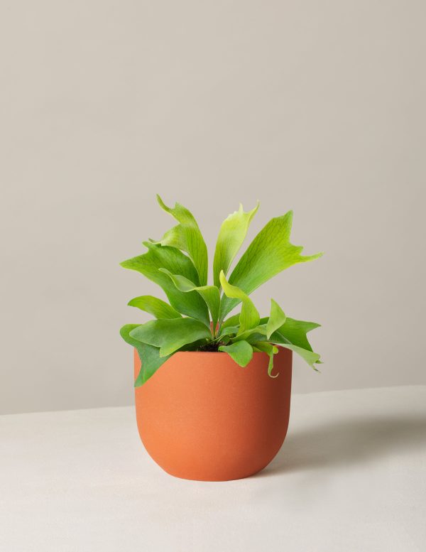 Staghorn Fern Online now