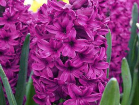 Woodstock Hyacinth Bulbs Supply