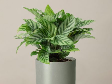 Calathea Freddie For Sale