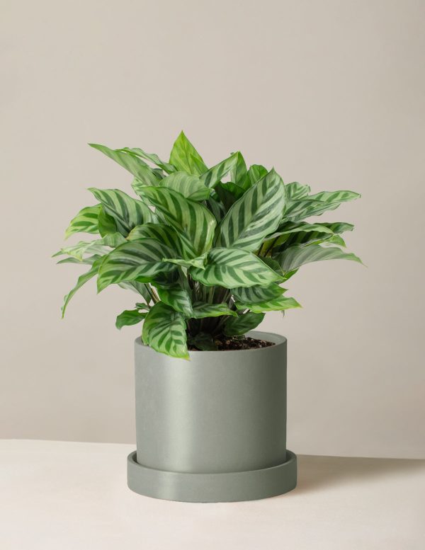 Calathea Freddie For Sale