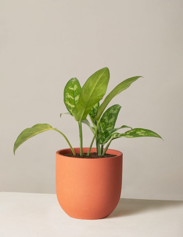 Aglaonema Maria Sale