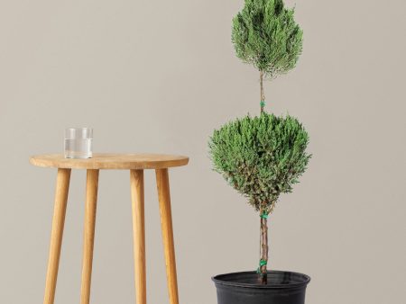 Blue Point Juniper Topiary Discount