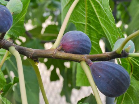 Black Mission Fig Sale