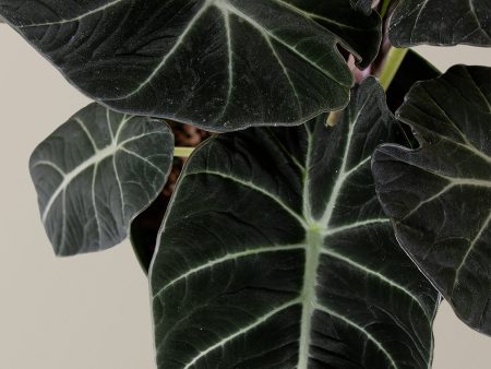 Alocasia  Black Velvet  For Cheap