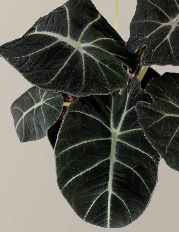 Alocasia  Black Velvet  For Cheap