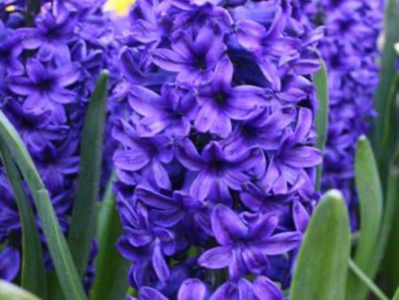 Blue Jacket Hyacinth Bulbs Discount