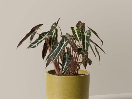 Alocasia Bambino For Discount