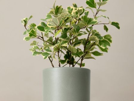 Variegated Ficus Triangularis Cheap