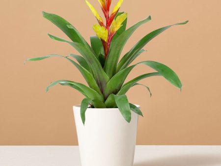 Bromeliad Vriesea Evita Yellow Supply