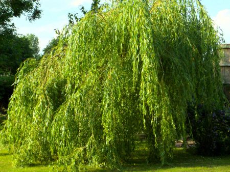 Weeping Willow Supply