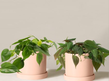 The Philodendron Duo For Sale