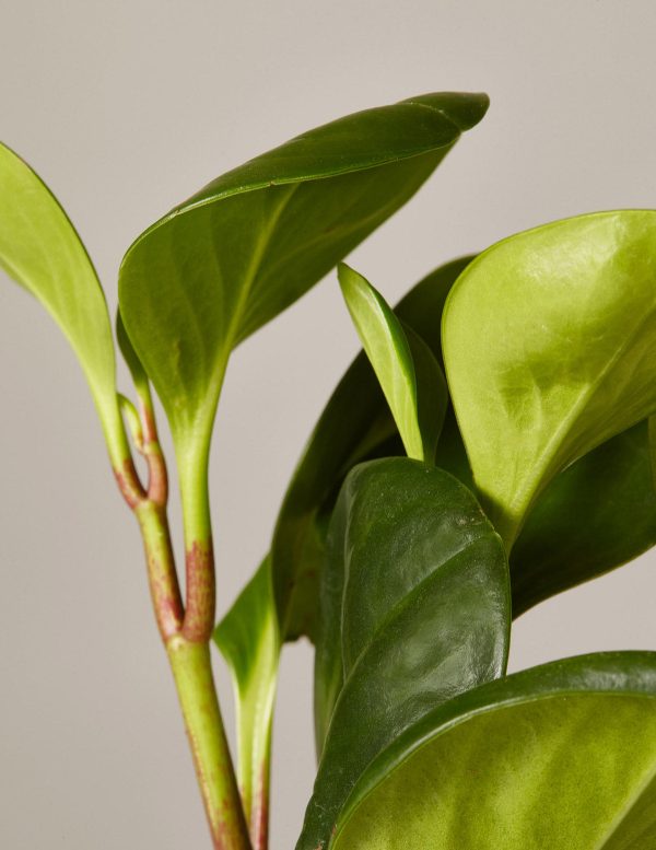 Peperomia Obtusifolia For Discount