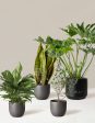 ‘Hope Garden’ Houseplant Bundle For Cheap