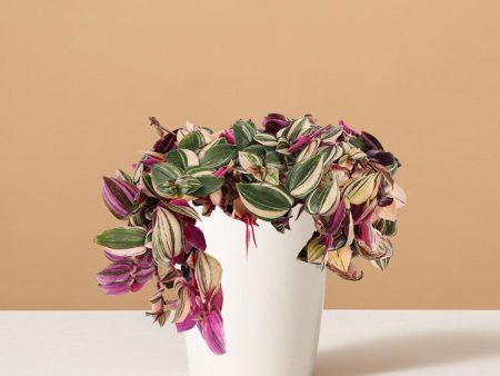 Tradescantia Quadricolor Cheap