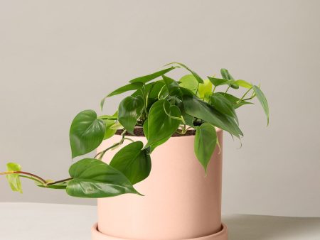 Philodendron Green Cheap