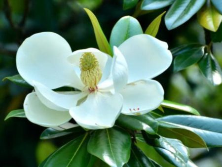 Teddy Bear® Southern Magnolia For Cheap