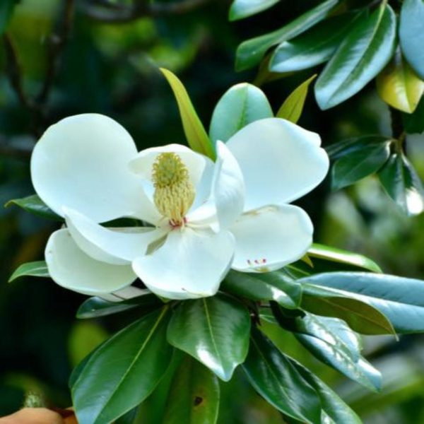 Teddy Bear® Southern Magnolia For Cheap