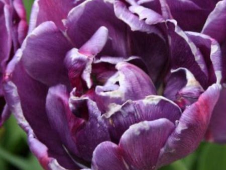 Blue Spectacle Tulip Bulbs on Sale