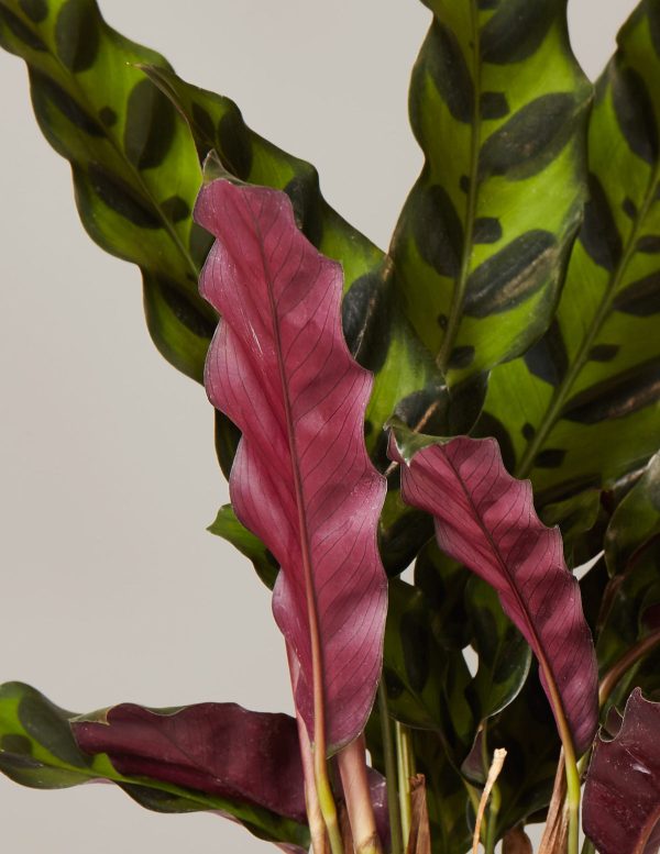 Calathea Rattlesnake Cheap