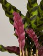 Calathea Rattlesnake Cheap