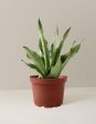 ‘Moonshine’ Snake Plant For Discount