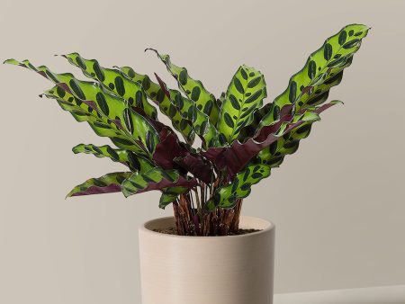 Calathea Rattlesnake Cheap