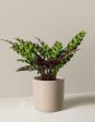 Calathea Rattlesnake Cheap