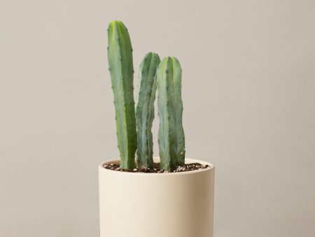 Blue Candle Cactus Online Sale