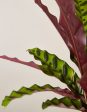 Calathea Rattlesnake Cheap