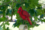 Wooden Cardinal Tumbled Glass Wind Chime Online Hot Sale